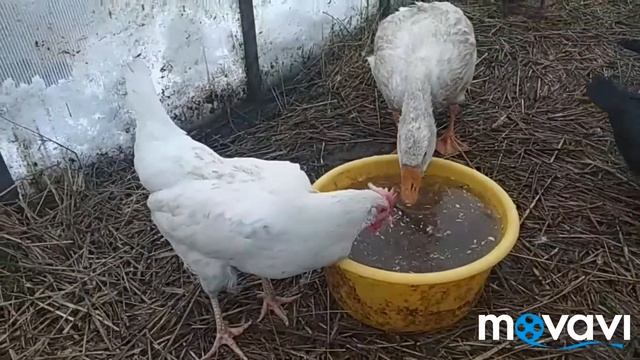 Чудо курица в моём хозяйстве 👍 смотреть онлайн