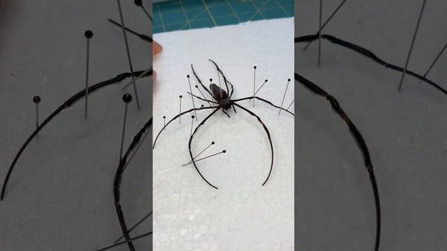 Pinning a dead black orb or black wood spider #entomology #ethical #educational смотреть онлайн