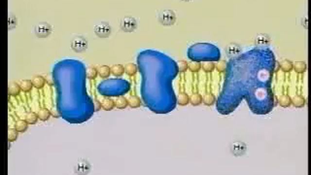 Electron Transport Chain .flv смотреть онлайн
