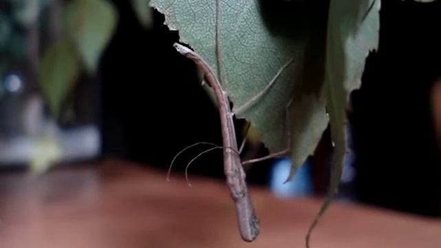 линька палочника фаенофароса 1