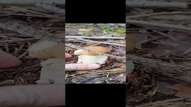 Мышка поработала грибы 2024 смотреть онлайн