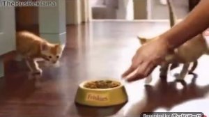 Реклама Friskies для котят 2014
