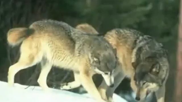 Wolf