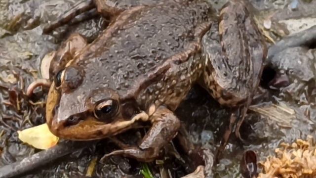 Релакс на реке. Весеннее пение лягушек#nature#frogs#naturelovers #relax#frogsound #soundsnature