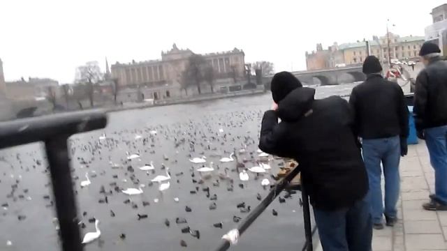тут птицы Стокгольма 27 2 2014 смотреть онлайн