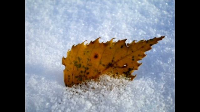 Осень, рыжая подружка!