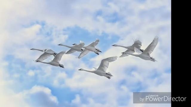 Ты улетаешь словно птица. смотреть онлайн