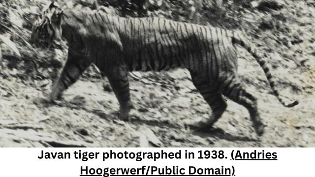 Javan tiger photographed in 1938 Andries HoogerwerfPublic Domain смотреть онлайн