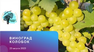 #Виноград #Колобок