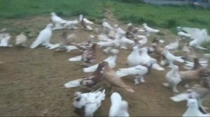 Андижанские голуби