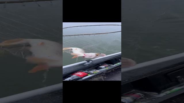 Крупная щука смотреть онлайн