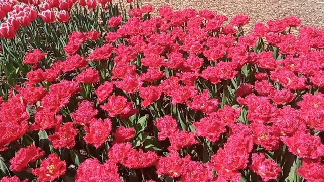 16-й парад тюльпанов.2023. смотреть онлайн