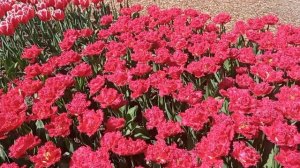 16-й парад тюльпанов.2023.