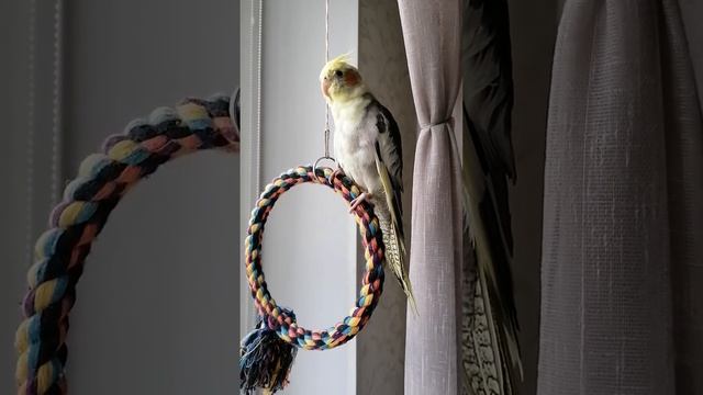 Самка Кореллы поёт.