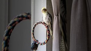 Самка Кореллы поёт.