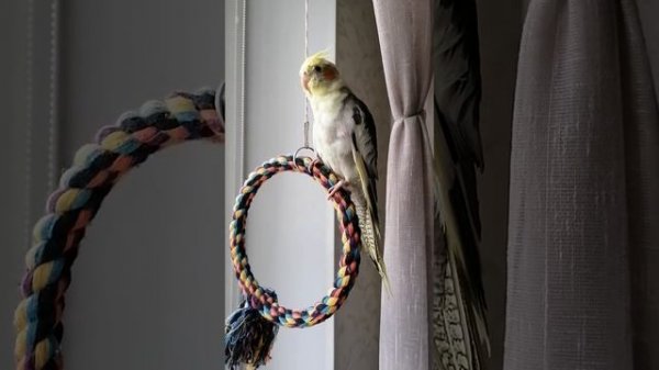 Самка Кореллы поёт.