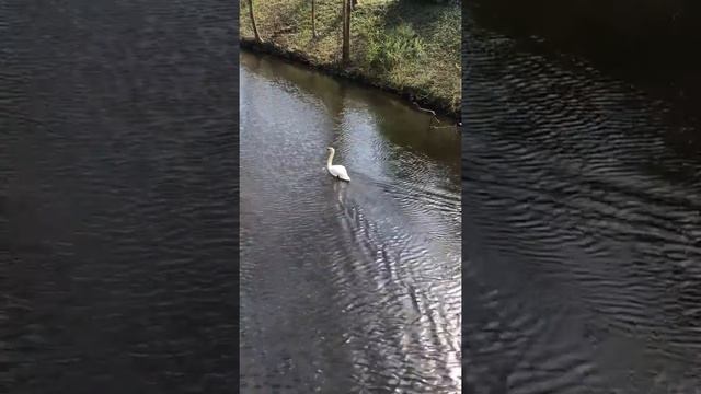 #visitingGermany #travelbadoldesloe смотреть онлайн