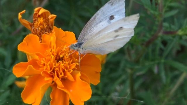 le farfalle смотреть онлайн