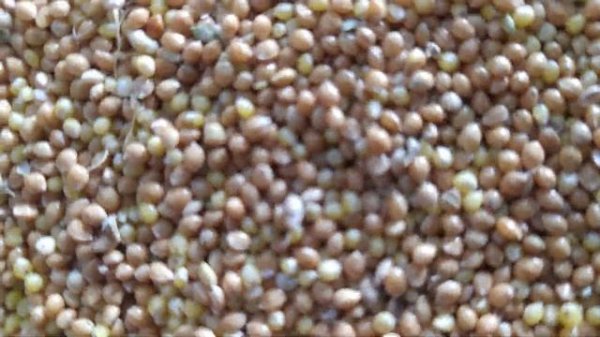 Просо на продажу.