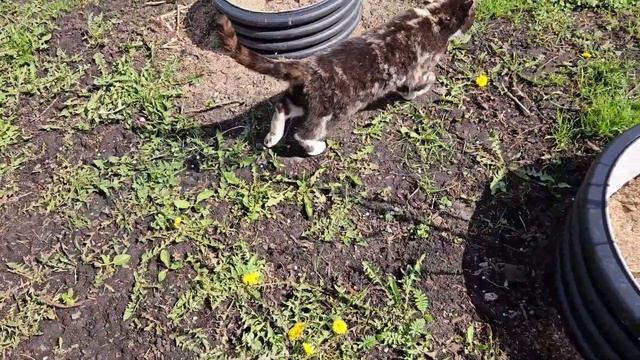 Латвия.1 мая.Наслаждаюсь природой смотреть онлайн