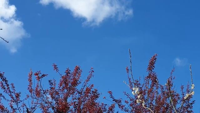 Мои будни. Сад в Апреле. Супы. смотреть онлайн