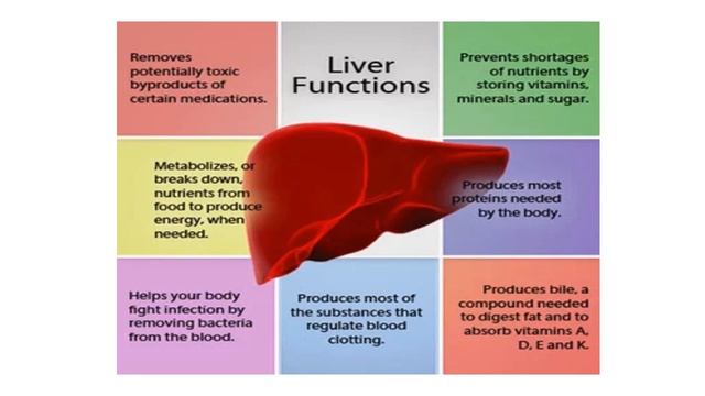 المحاضرة الثالثة فى مادة (باطنة عامة ) بعنوان Hepatobiliary للفرقة الأولى بالمعهد смотреть онлайн