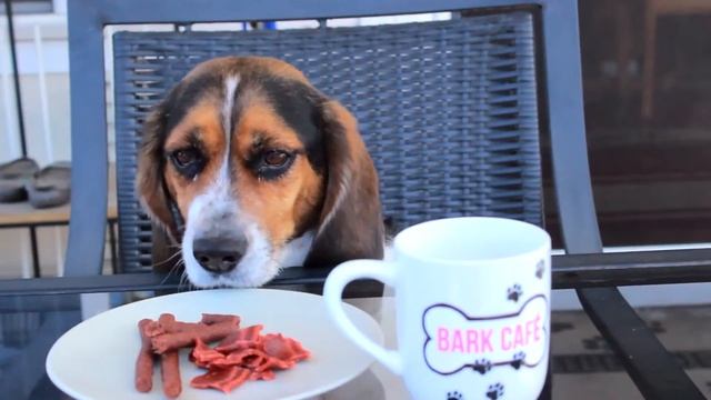 ECON PROJECT | Bark Cafe Commercial смотреть онлайн