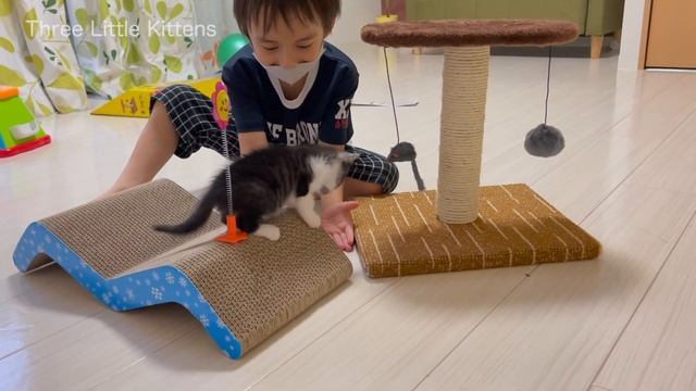 Kitten Muffin First Play Cat Tree With Mr.Bounce смотреть онлайн
