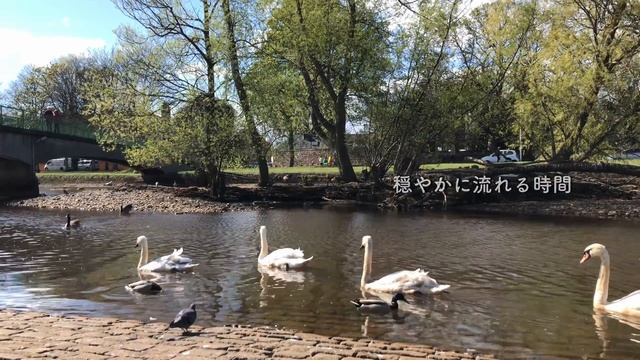 イギリス料理朝食|スコットランド・スモークサーモン|暮らしの日常vlog|春の散歩道|競馬|空飛ぶ船|海外生活 смотреть онлайн