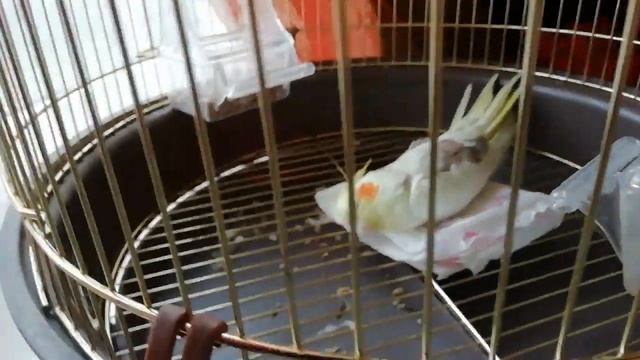 Птичка загнулась... смотреть онлайн