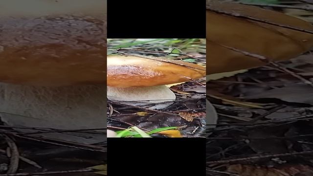 белый гриб в брусничнике грибы 2024 смотреть онлайн