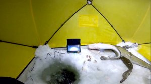 Рыбалка. Налим идёт на стук.