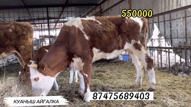 АКТОБЕ 🔥 МАЛ БАЗАР 🔥7.05.2023 мейрамдағы бағалар жылқы сиыр қой