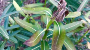 Пару слов про олеандры. Зимовка в открытом грунте .