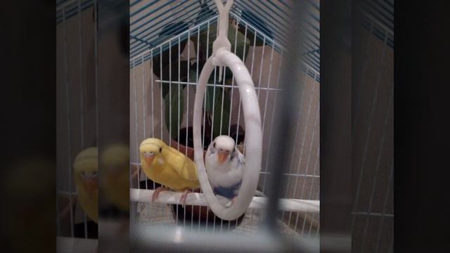 Это мои попугаи (читать описание.)! смотреть онлайн