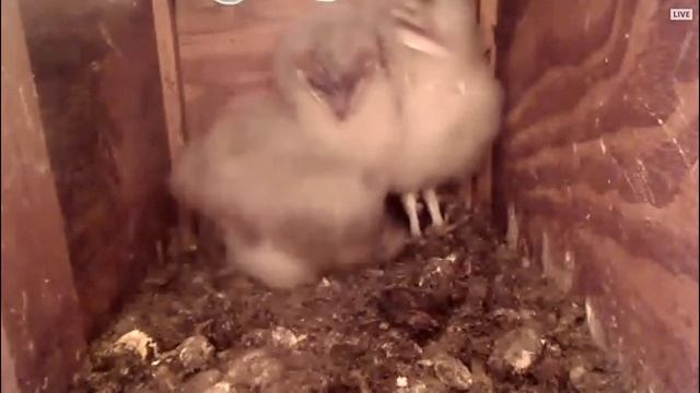 More clips of Milli, Yarra, and Billi from 4-5-18 смотреть онлайн