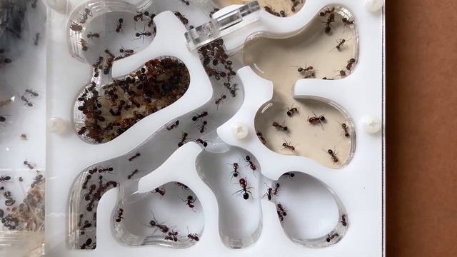 ОТКРЫЛ ПОСЛЕДНИЙ ОТСЕК ФОРМИКАРИЯ | Messor Hebraeus