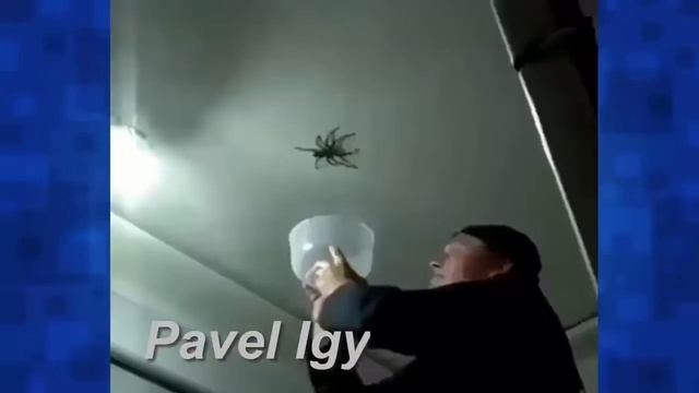 ТЕСТ НА ПСИХИКУ, ПОПРОБУЙ НЕ ЗАСМЕЯТЬСЯ. смотреть онлайн