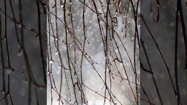 Зимний дождик Стихи: Владимир Курочкин Музыка, исп: Евгений Сибирцев смотреть онлайн