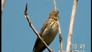 ЛЕСНОЙ КОНЁК ПОЁТ