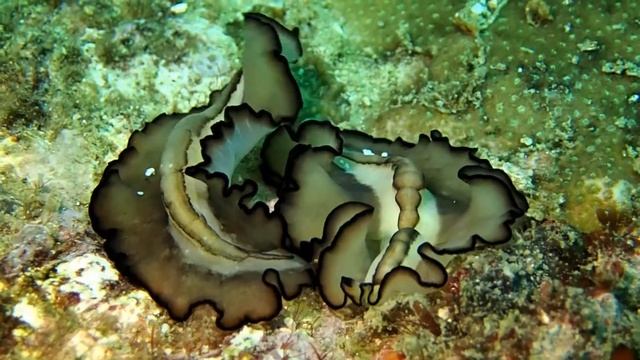 Flatworm Penis Fencing Mating смотреть онлайн