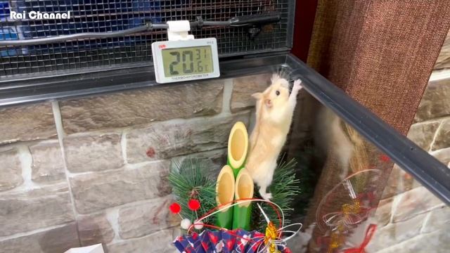 ハムスターにお年玉🌻しかし❗脱走優先🐹 смотреть онлайн
