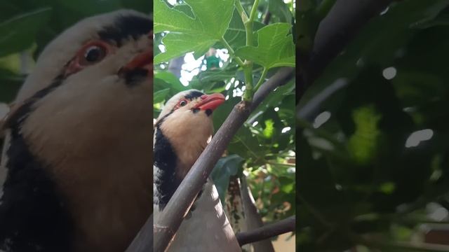 КАБКИ МАСТАК || КУРОПАТКА || KEKLIC || Chukar Partridge || کبک || Каклик