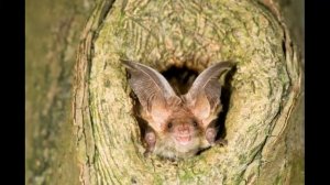 Бурый ушан. Интересная и необычная летучая мышь