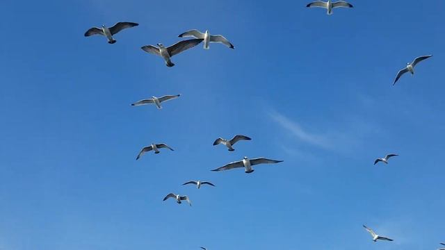 Севастопольское чайки смотреть онлайн