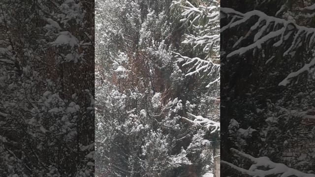 Зима под музыку Микаэла Таривердиева .🎄🌲❄️ смотреть онлайн