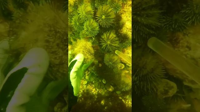Морские ежи - их не то, что можно!? Их - нужно есть! Как готовить морского ежа - их едят сырыми смотреть онлайн