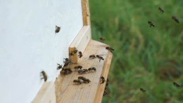 Осенний желтоспиноз медоносных пчел смотреть онлайн