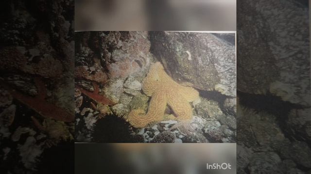 Морские звезды смотреть онлайн