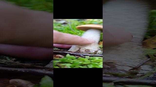 Малыш подосиновик гриб смотреть онлайн